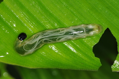 Gordiidae