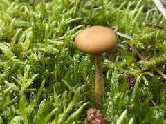 Cystoderma