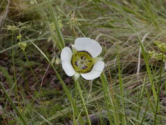 Calochortus gunnisonii