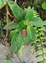 Kohleria