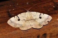 Hypopyra carneotincta