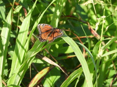 Limenitis archippus floridensis