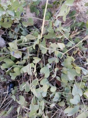 Aristolochia baetica