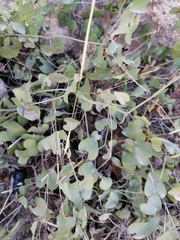 Aristolochia baetica