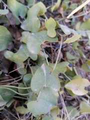 Aristolochia baetica