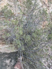Senna artemisioides