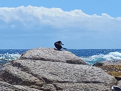 Microcarbo coronatus