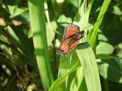 Limenitis archippus floridensis