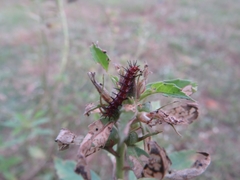 Acraea terpsicore