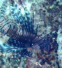 Pterois volitans