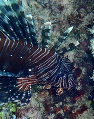 Pterois volitans