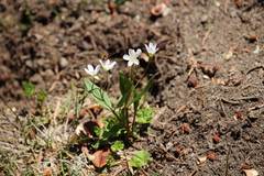 Claytonia