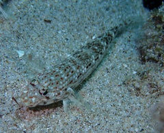 Istigobius decoratus