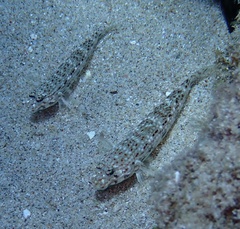 Istigobius decoratus