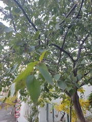 Celtis australis