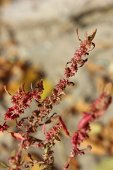 Rumex ucranicus