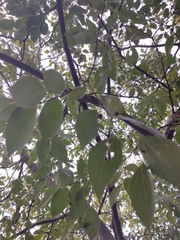 Celtis australis
