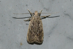 Helcystogramma chambersella