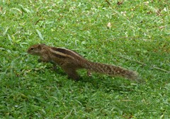 Funambulus palmarum