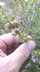 Leptospermum polygalifolium