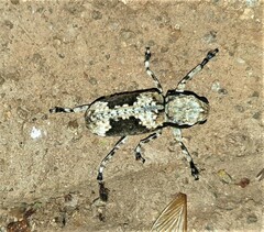 Anthribinae