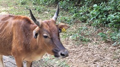 Bos