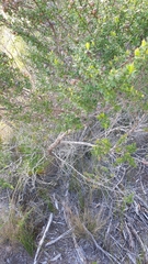 Leptospermum polygalifolium