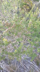 Leptospermum polygalifolium