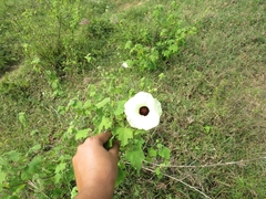 Hibiscus vitifolius