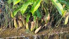 Nepenthes mirabilis