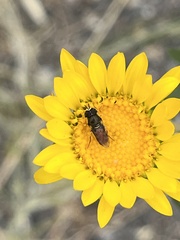 Paragus