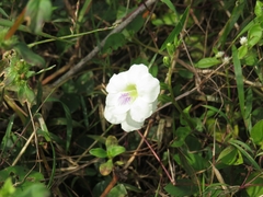 Asystasia gangetica