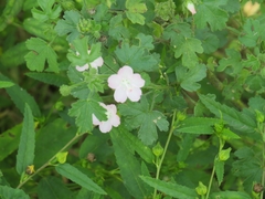 Pavonia columella