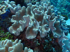 Lobophytum sarcophytoides