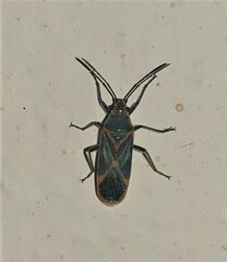 Caenocoris nerii