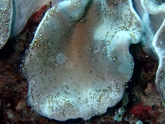 Lobophytum sarcophytoides