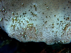 Lobophytum sarcophytoides