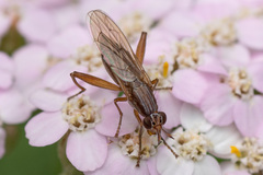 Sciomyzidae