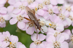 Sciomyzidae
