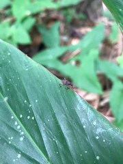 Metapocyrtus adspersus