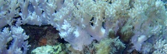 Conglomeratusclera coerulea