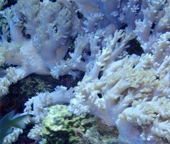 Conglomeratusclera coerulea