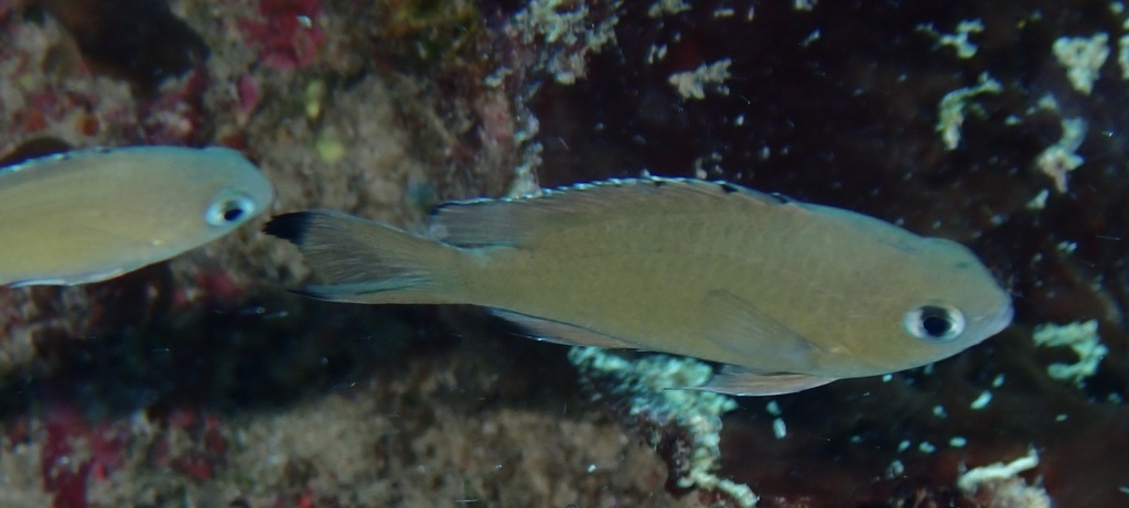 Brown chromis