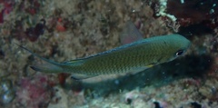 Azurina lepidolepis