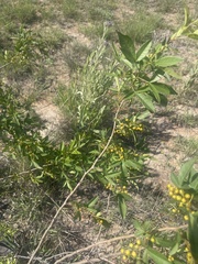 Searsia transvaalensis