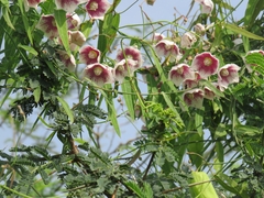 Oxystelma esculentum