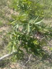 Searsia transvaalensis