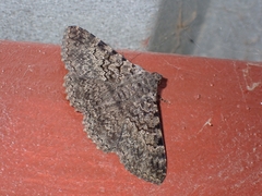 Polydesma boarmoides