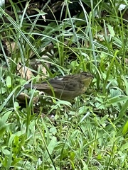 Helopsaltes certhiola