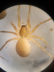 Bathyphantes parvulus